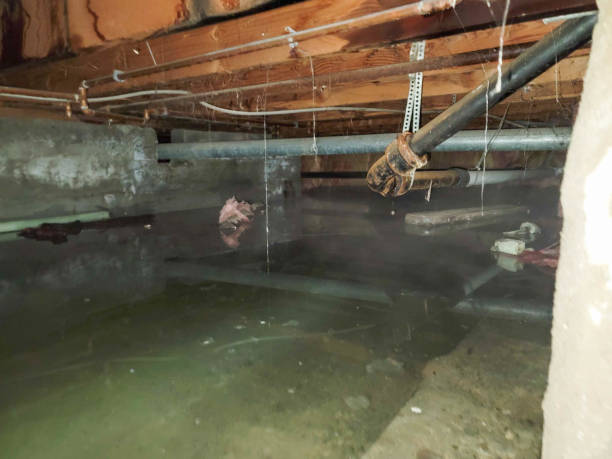 Best Water damage restoration near me  in Robbinsdale, MN